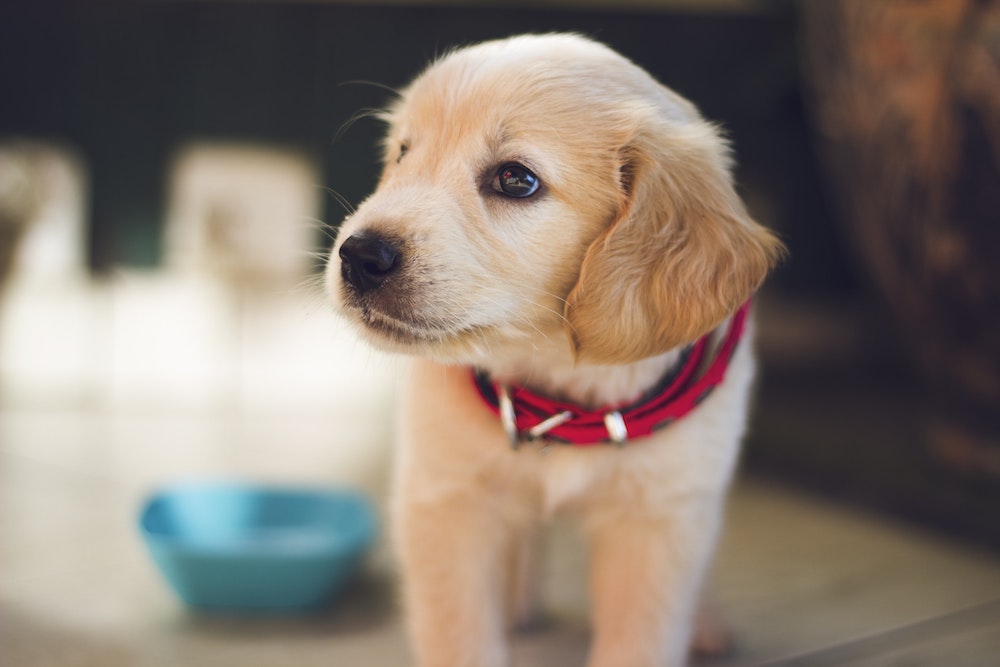 pet health insurance Solon OH
